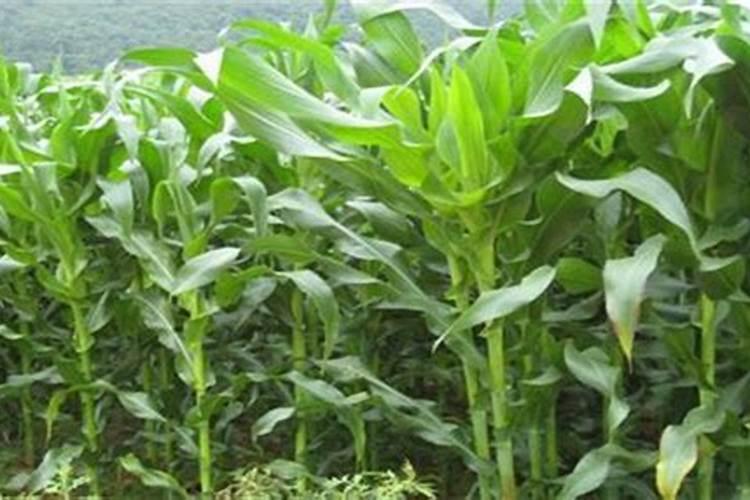 玉米用什么含量的肥料