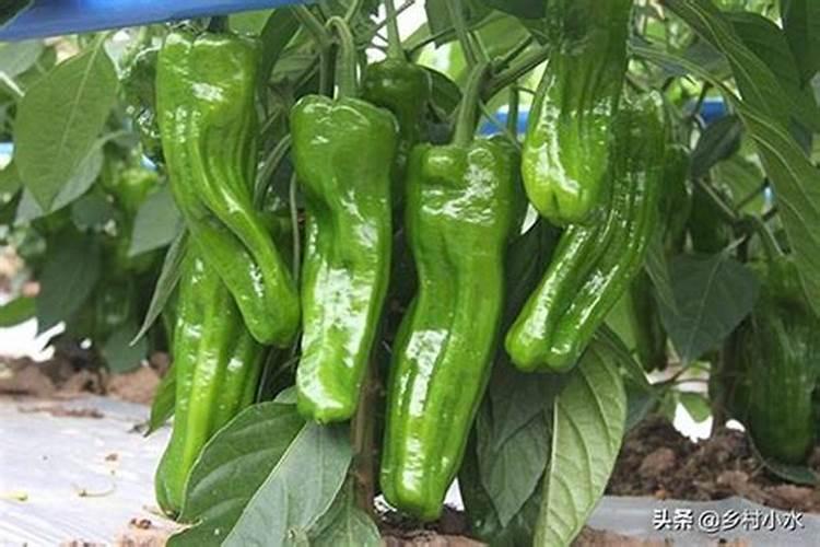 茶叶底肥放什么肥好(底肥施用方法)