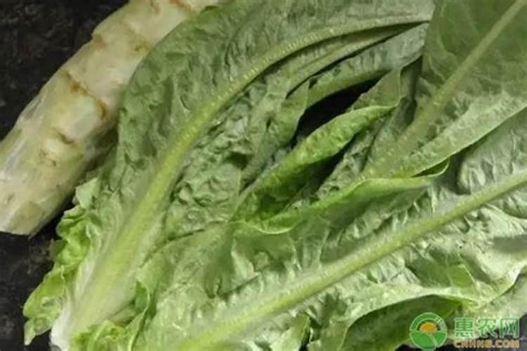 复合肥可以浇多肉吗
