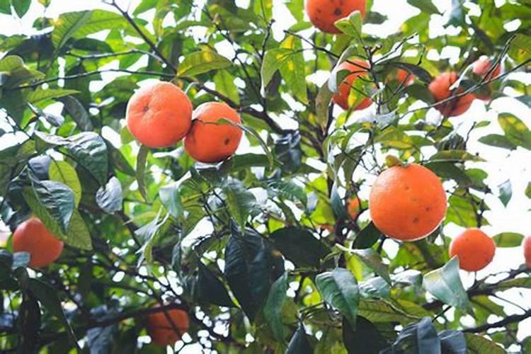 桔子树用什么肥料最好