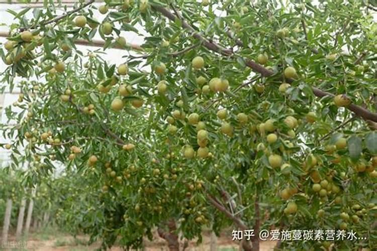杀虫剂和糖醇钙能一起合打吗