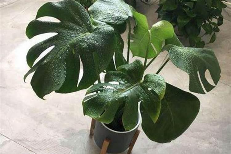 这10种花不用买,随便摘个叶子,埋土里疯长一大盆!