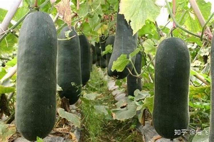 施什么肥可以促进开花施什么肥能促进开花