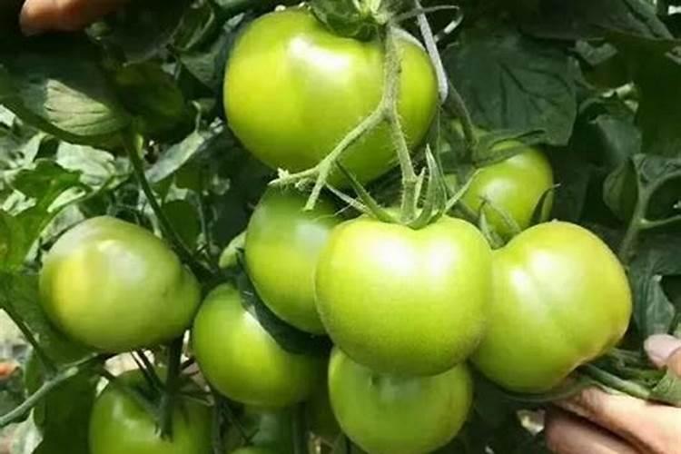 白菜后期如何施肥？