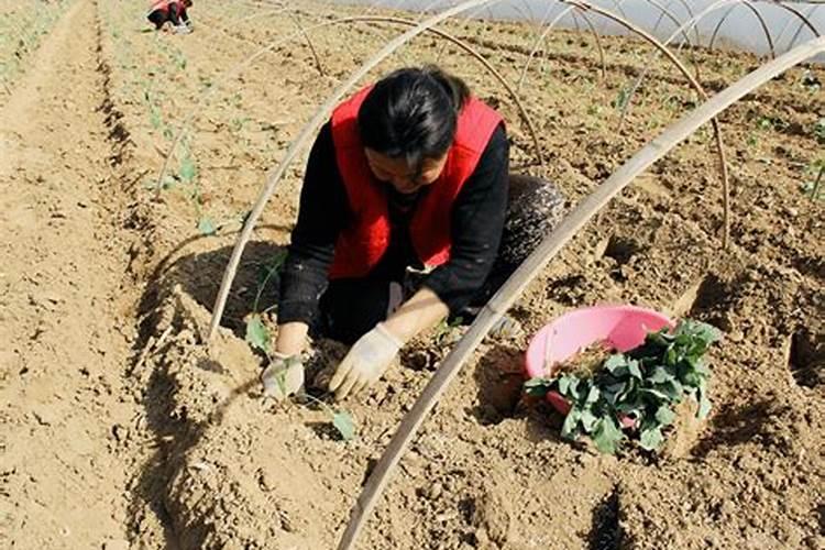 月季开花期间怎么施肥