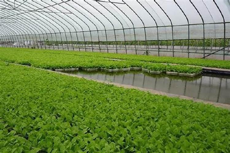 绿萝应该施什么肥料