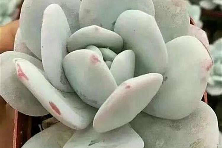 大量元素水溶肥知名品牌有哪些？