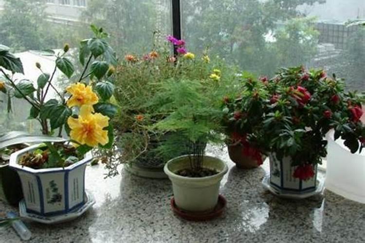 青梗菜种植时间和方法 栽种时间与种植技术