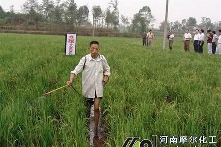 水溶肥的正确使用方法 水溶肥的正确使用方法大全