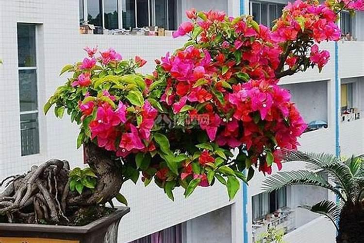 三角梅喷洒营养液过量枯萎了怎么挽救？