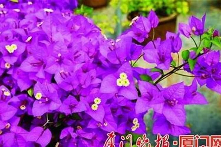 三角梅喷洒营养液过量枯萎了怎么挽救？