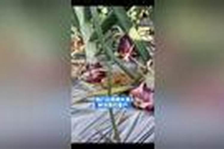 洋葱春季第一次浇水需要用什么肥料