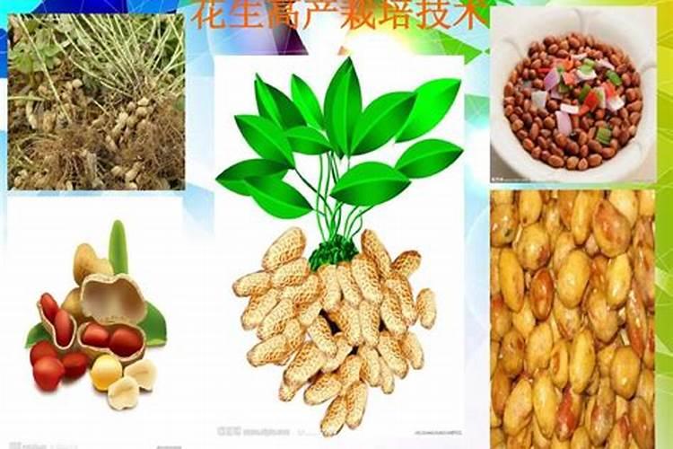 生姜什么时候施肥培土 生姜施肥培土时间