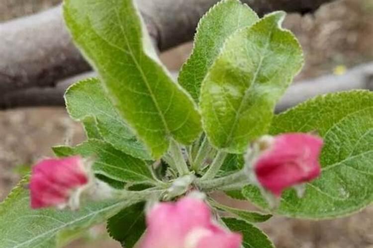 苹果用什么水溶肥好