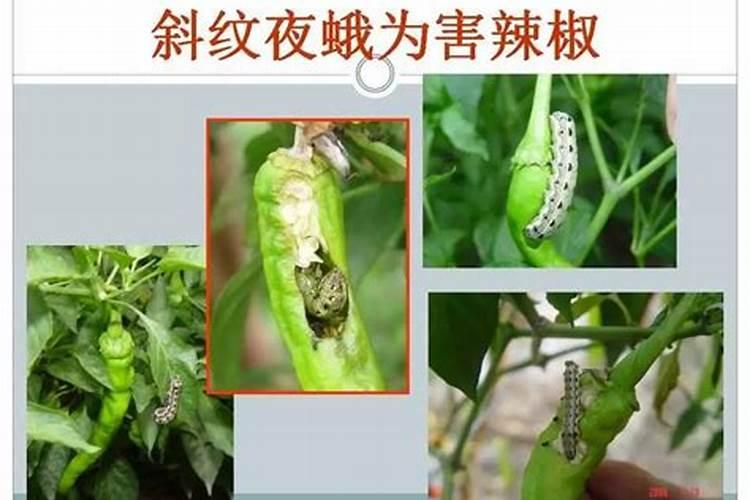 红薯栽培技术
