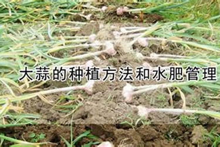 草莓膨果期使用什么肥料效果好