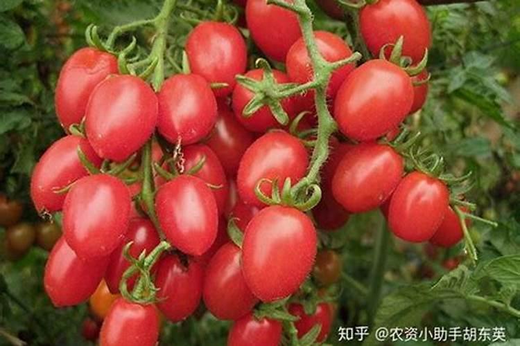 茄子移栽后几天施肥