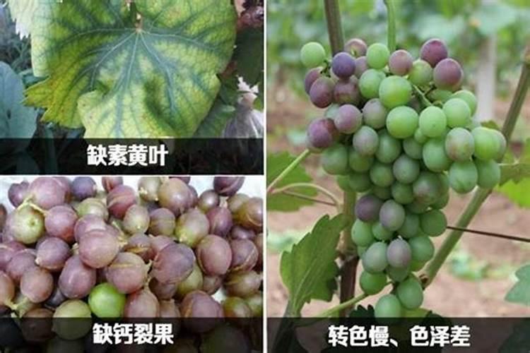 矽对人体有什么作用？