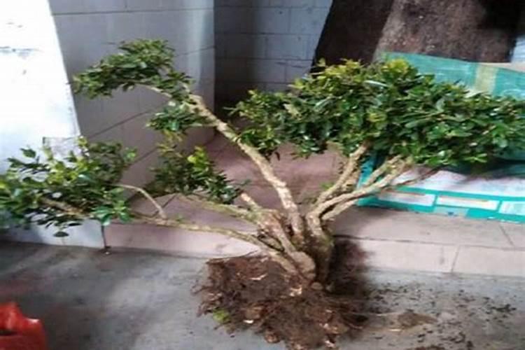 怎样才能把黄杨种养好