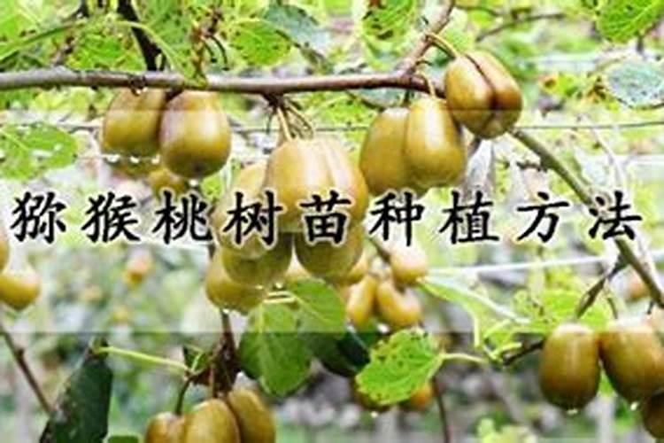 鱼蛋白肥,好的品牌有哪些？