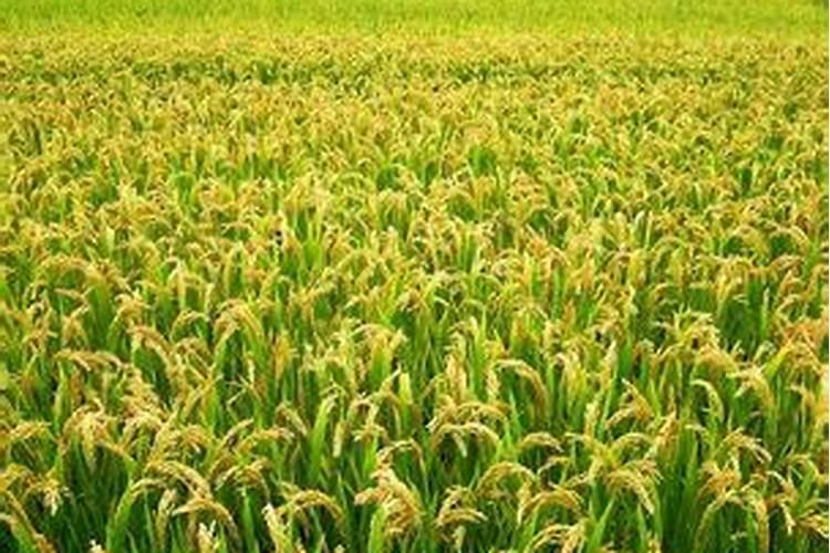 甜瓜用什么肥料好