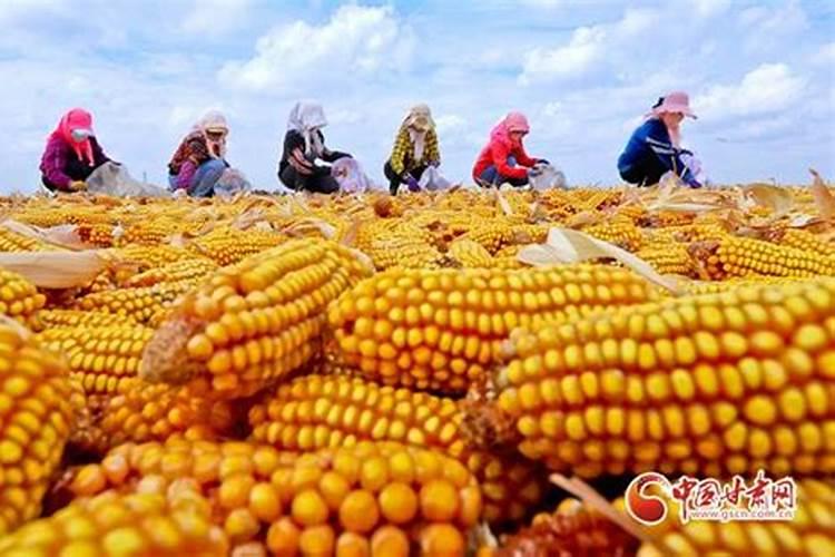住商肥料玉米专用肥价格多少