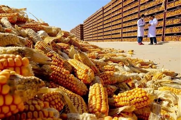 玉米专用叶面肥什么牌子好