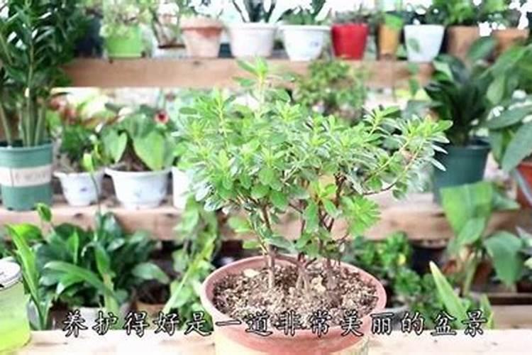 杜鹃花施什么肥,如何施肥
