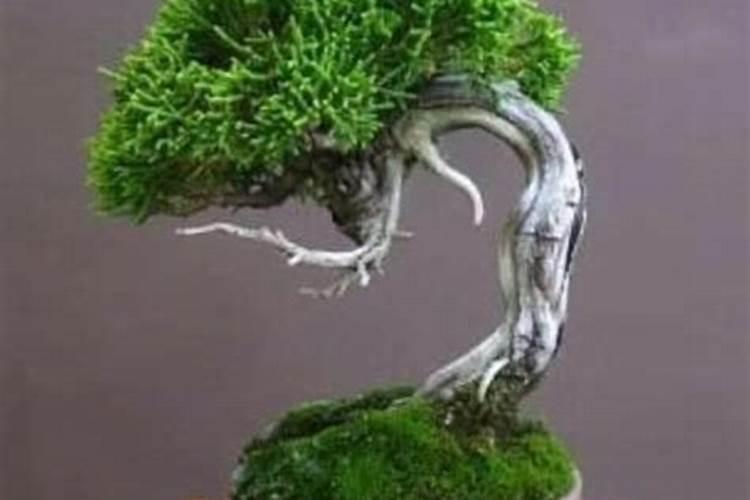 用青苔种兰花怎么施肥(有青苔的盆栽兰花怎么施肥)