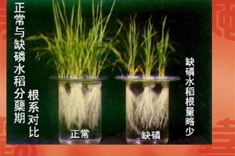 花卉缺少什么肥料如何进行判断