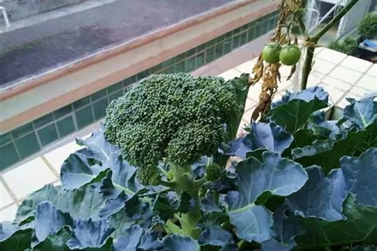 西兰花长花期用什么化肥冲施较好