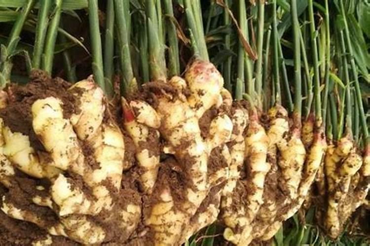 生姜种植用什么肥料最好