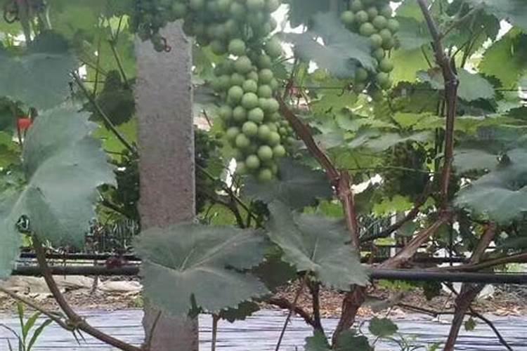 罗汉果树苗几年挂果