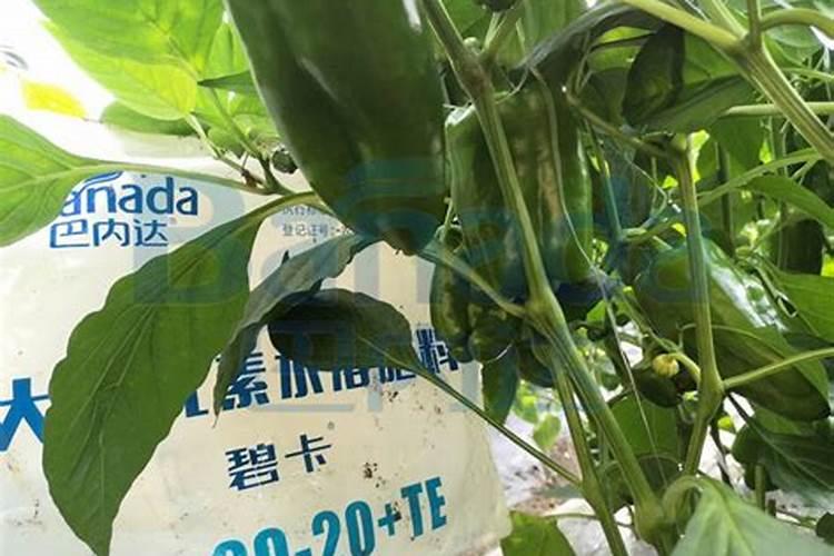 西瓜怎样保存最好？