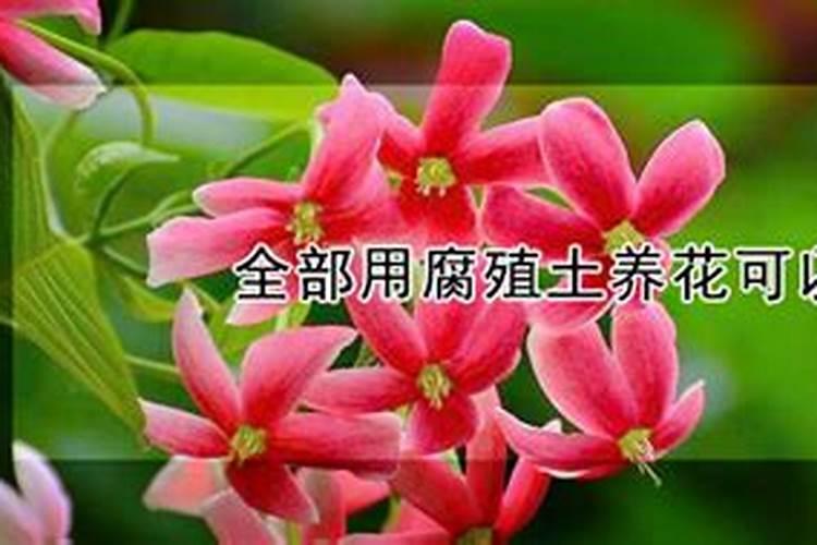 腐植酸高效植物液体肥料适用于哪些花使用