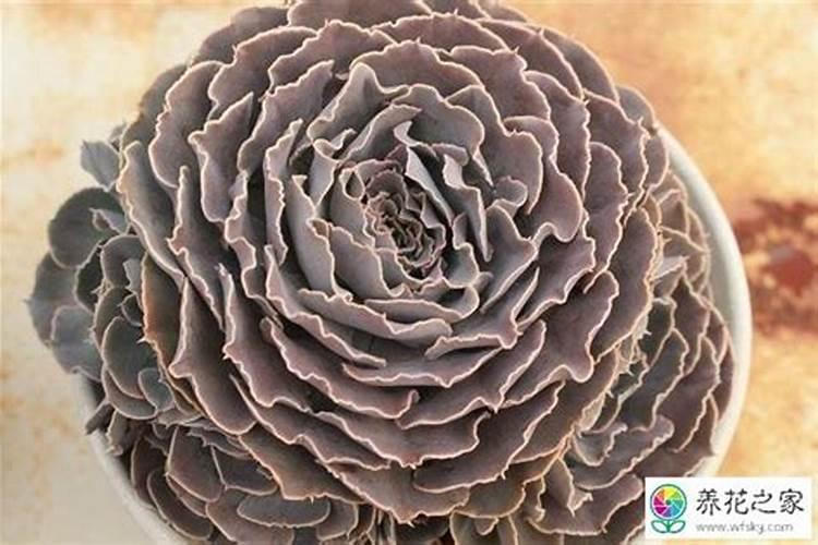 多肉植物用什么肥料比较好