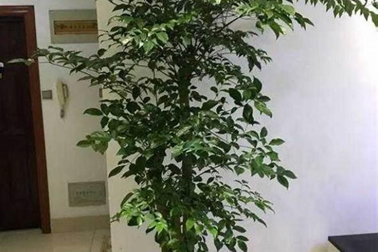 养殖水体中的氨氮高怎么处理 是什么原因导致的