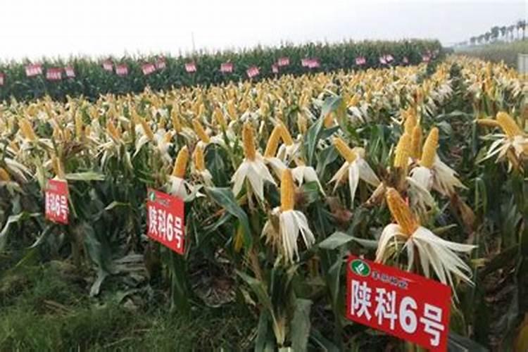 鱼蛋白加花生枯肥好吗