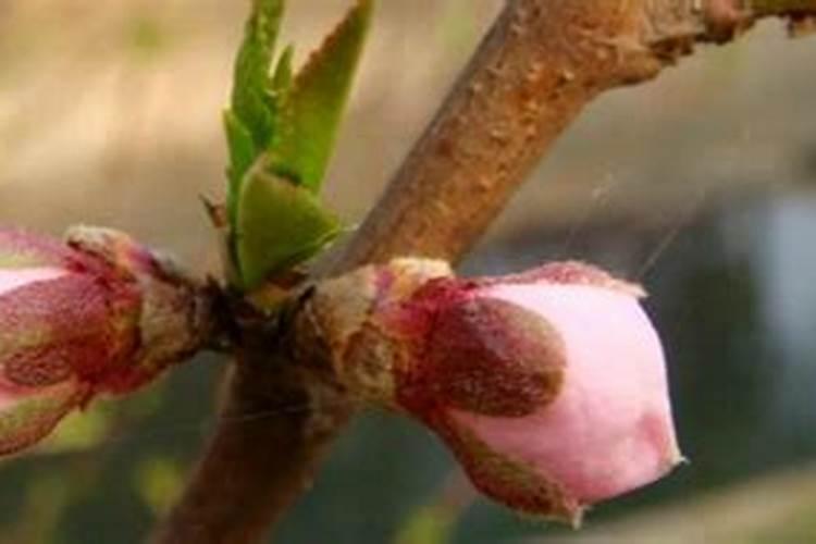 什么肥可促进花芽分化 花芽分化期是什么时候