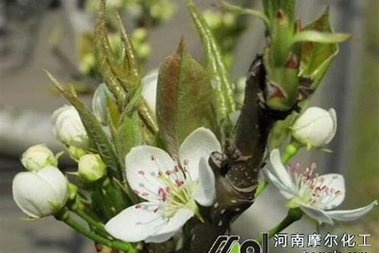 梨树用哪种水溶肥好？梨树冬季管理