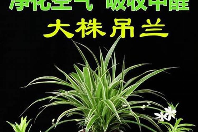 吊兰吸甲醛多了会变黄么？