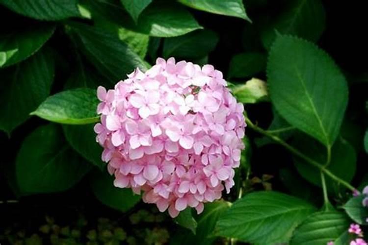 八仙花八月份还能长花包吗？