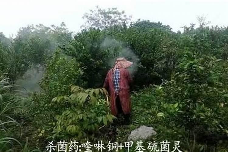 果树一季喷施硼肥几次好？
