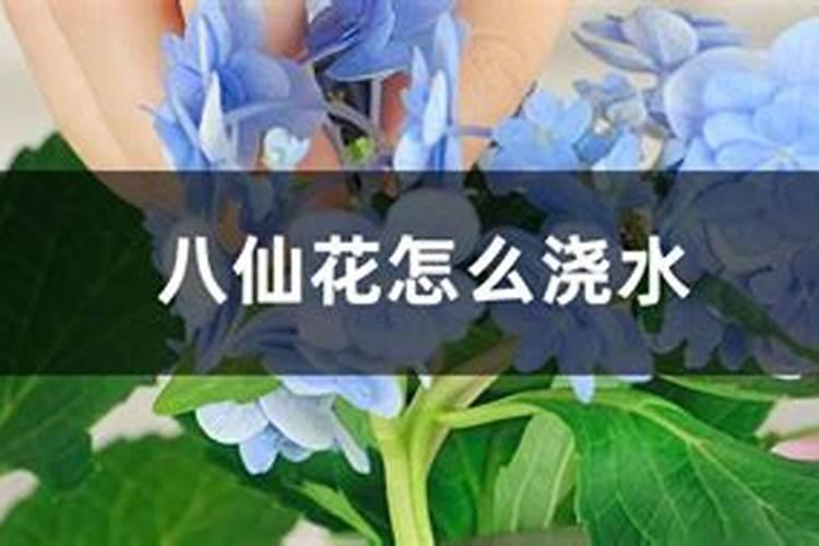 黑松下种八仙花合适吗？