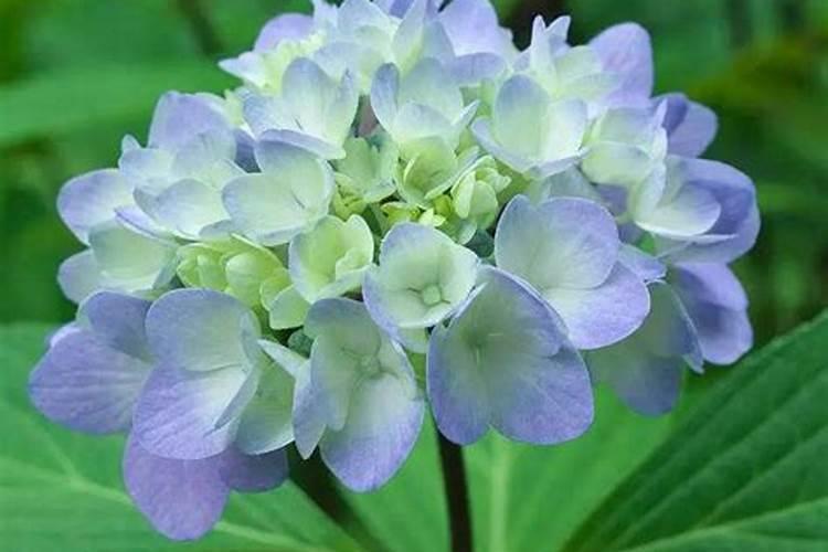 绣球花又叫什么花