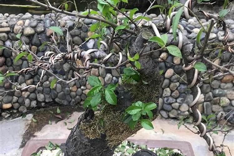 水溶肥什么品牌好？