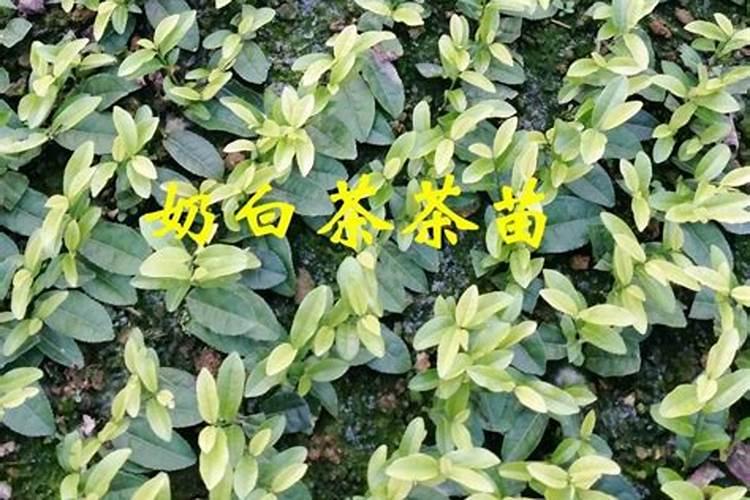 茶树叶枯病怎么防治？