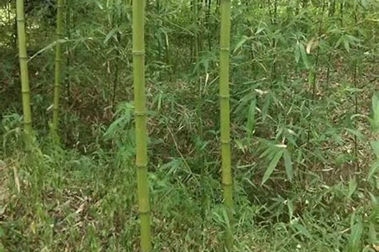 黄瓜为什么弯弯