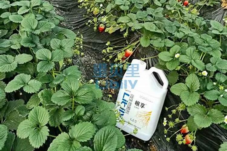 含硼的肥料有哪些