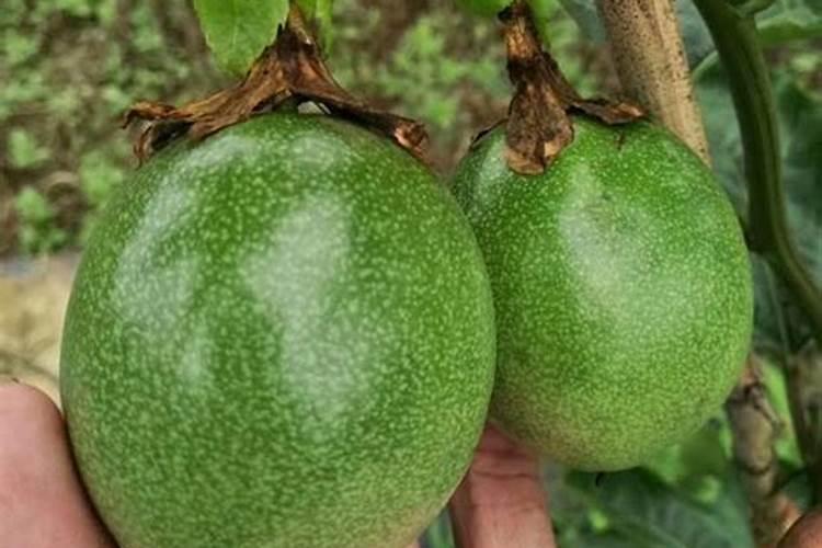 百香果种植什么时候用钾肥？